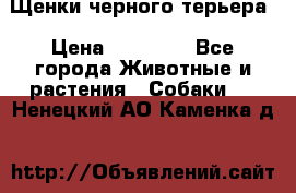 Щенки черного терьера › Цена ­ 35 000 - Все города Животные и растения » Собаки   . Ненецкий АО,Каменка д.